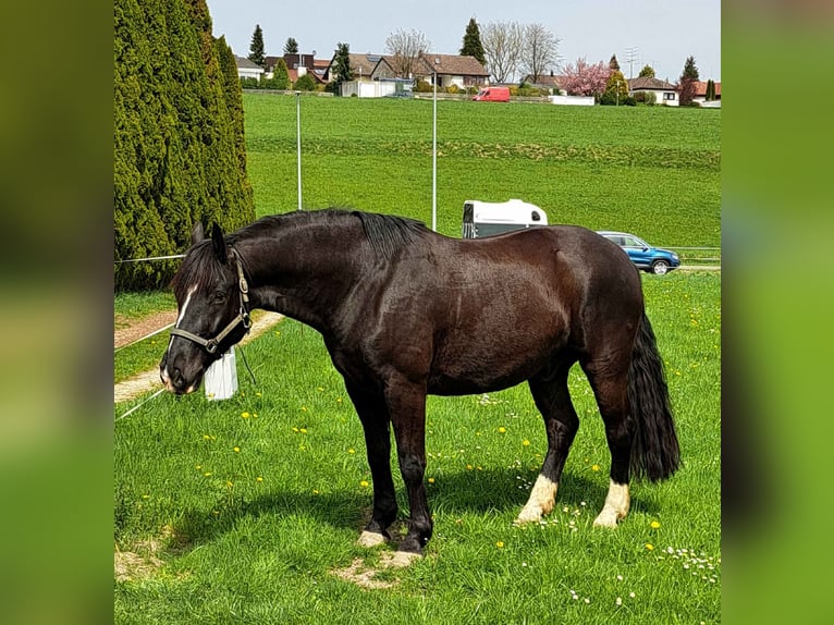 Silésien Hongre 8 Ans 167 cm Bai brun foncé in Crailsheim