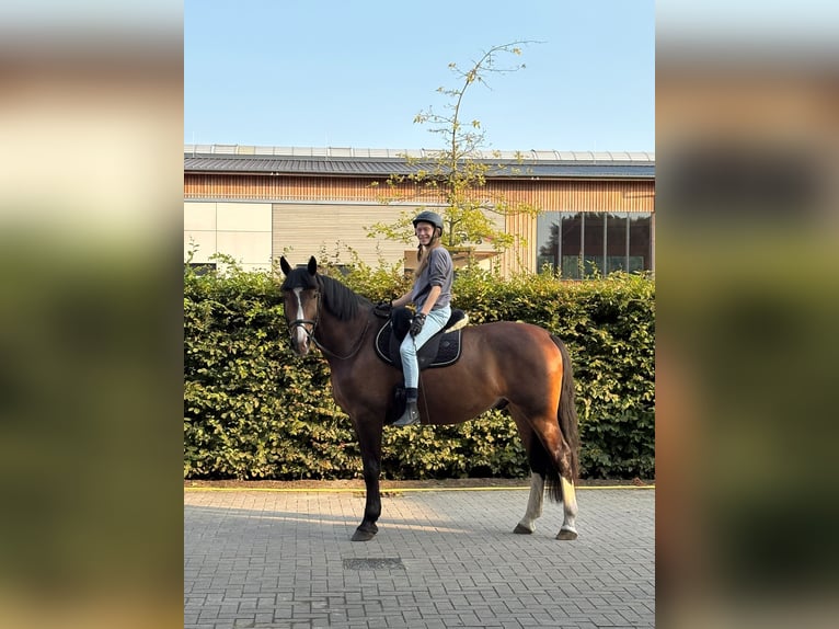 Silésien Croisé Hongre 9 Ans 170 cm Bai brun in Berlin