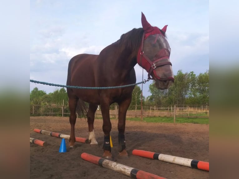 Silésien Jument 11 Ans 165 cm Alezan brûlé in Katowice