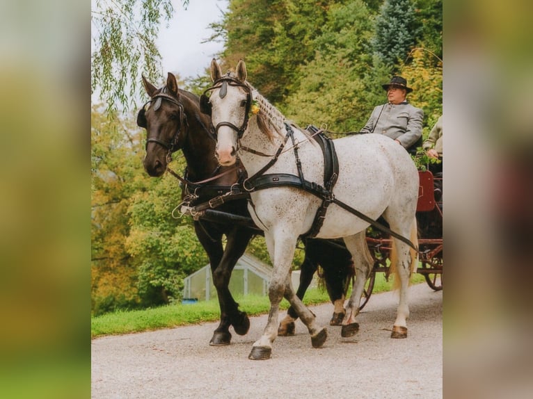 Silésien Jument 12 Ans 168 cm Gris moucheté in St. Georgen am Walde