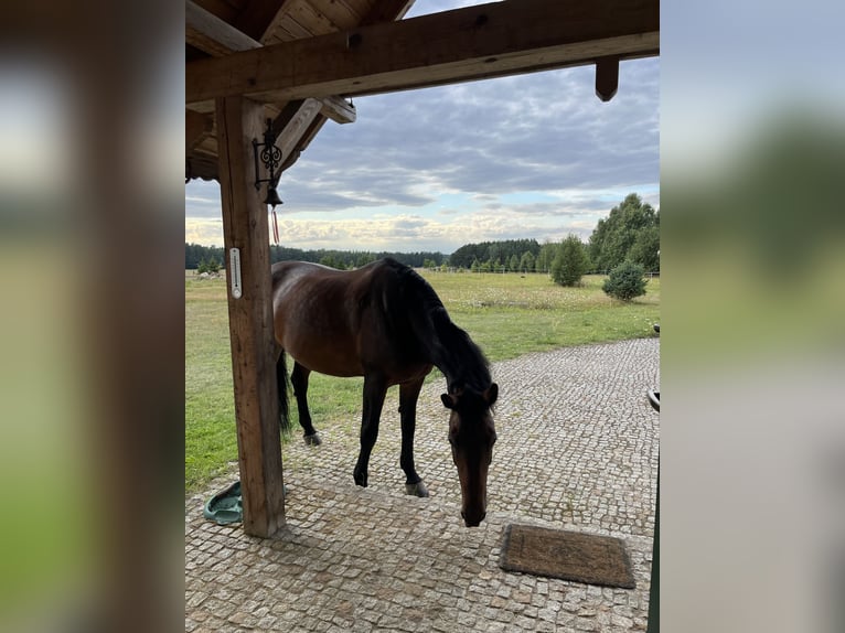 Silésien Croisé Jument 15 Ans 170 cm Bai cerise in Zabrodzie