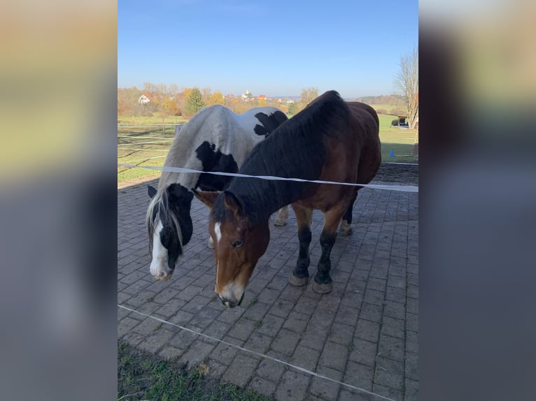 Silésien Jument 16 Ans 163 cm Bai in Ostrach