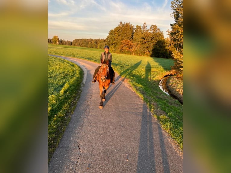 Silésien Jument 17 Ans 161 cm Pinto in Ostrach