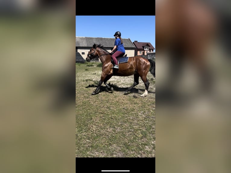 Silésien Jument 17 Ans 170 cm Bai cerise in Bełchatów