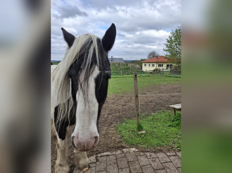 Silésien Jument 19 Ans 161 cm Pinto in Ostrach