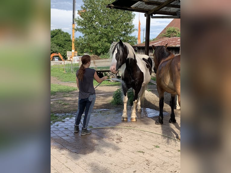 Silésien Jument 19 Ans 161 cm Pinto in Ostrach