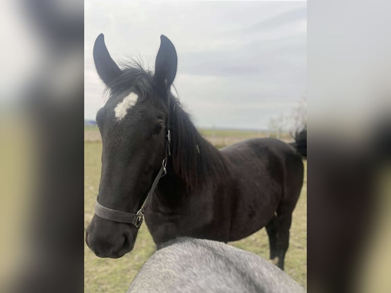 Silésien Jument 2 Ans Noir in Konieczno