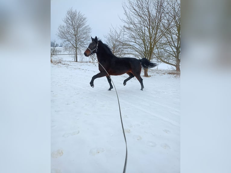 Silésien Jument 3 Ans Bai brun in Zarzecze