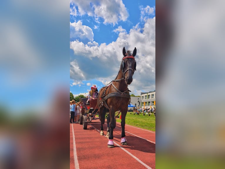Silésien Jument 4 Ans 165 cm Noir in Gniezno