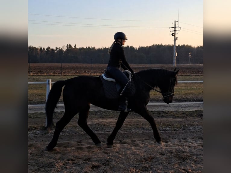 Silésien Jument 4 Ans 167 cm Bai brun foncé in Forst