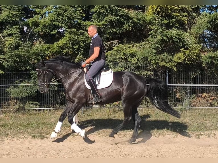 Silésien Croisé Jument 4 Ans 167 cm Noir in Forst