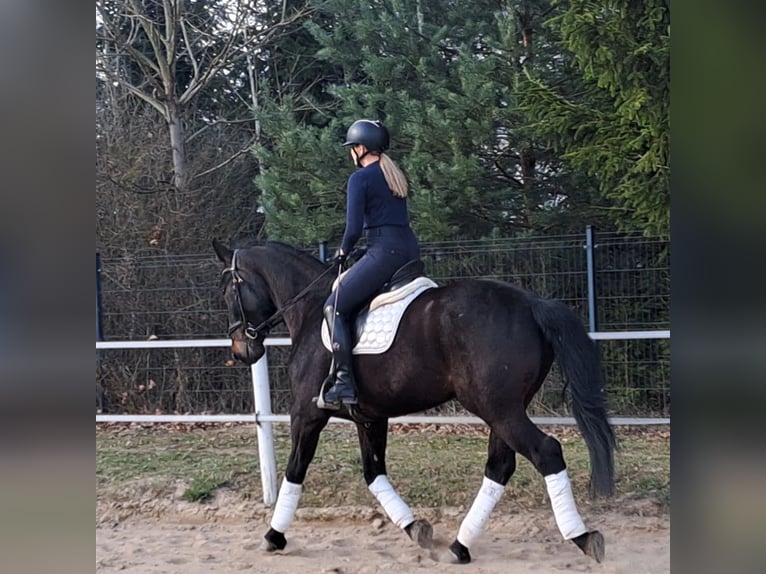 Silésien Jument 4 Ans 168 cm Bai brun in Forst