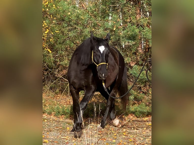 Silésien Jument 4 Ans 168 cm Noir in Wilcze Tu&#x142;owskie