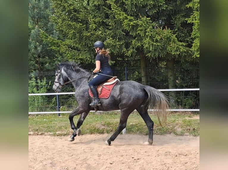 Silésien Jument 4 Ans 172 cm Gris in Forst