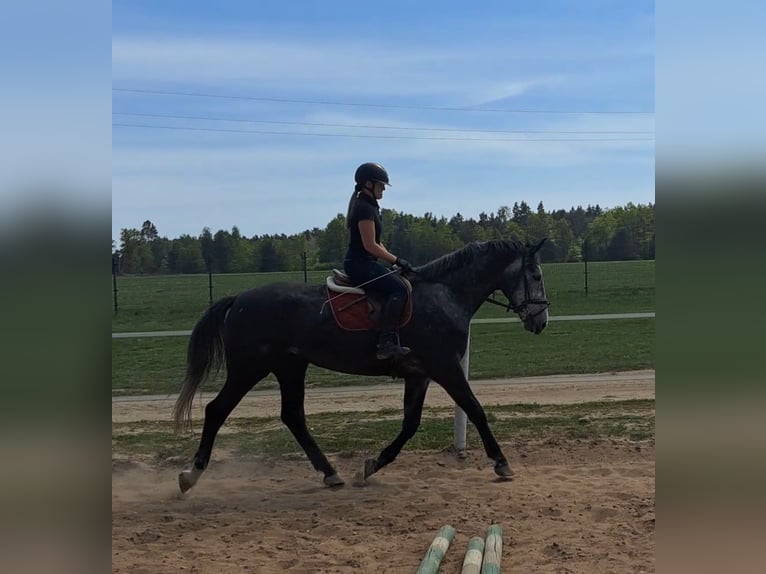 Silésien Jument 4 Ans 172 cm Gris in Forst