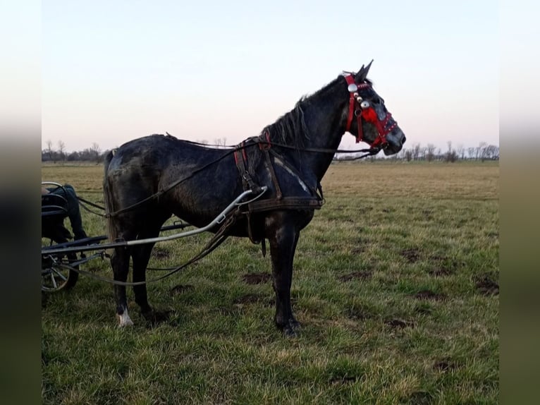Silésien Jument 4 Ans 172 cm Gris in Forst