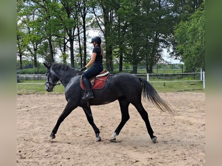 Silésien Jument 4 Ans 172 cm Gris in Forst