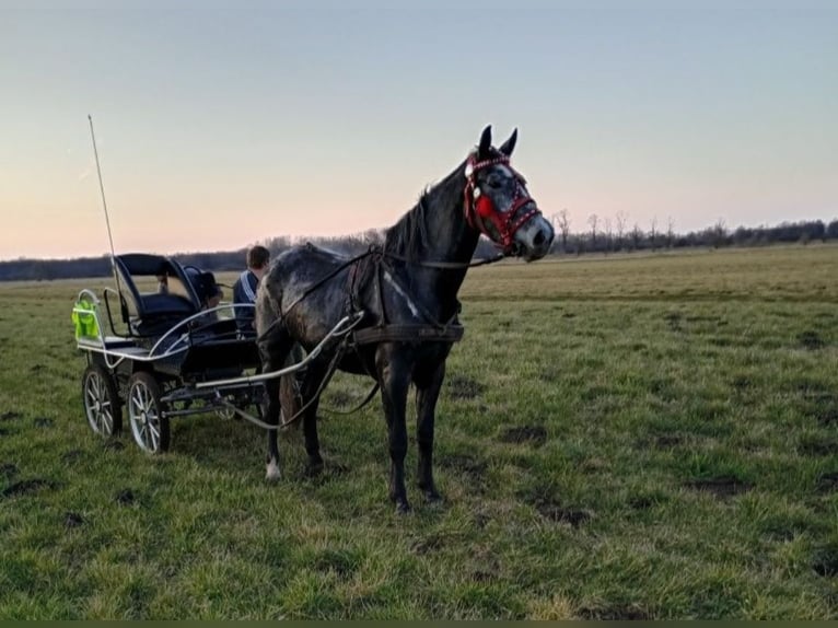 Silésien Jument 4 Ans 172 cm Gris in Forst