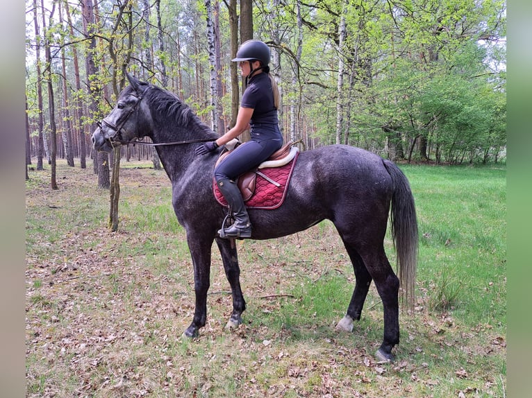 Silésien Jument 4 Ans 172 cm Gris in Forst