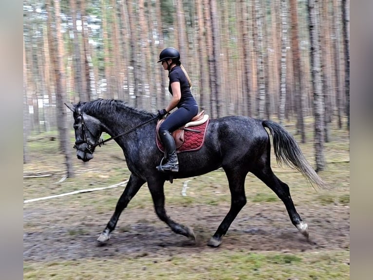 Silésien Jument 4 Ans 172 cm Gris in Forst