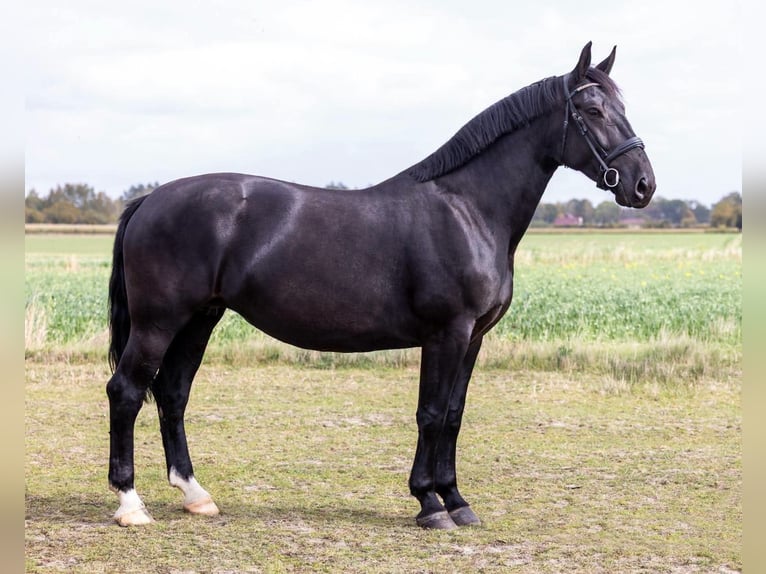 Silésien Jument 5 Ans 167 cm Noir in Moskorzew