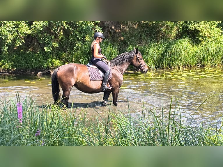 Silésien Jument 6 Ans 167 cm Bai brun in Forst