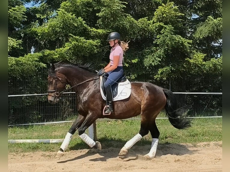Silésien Jument 6 Ans 168 cm Bai brun in Forst
