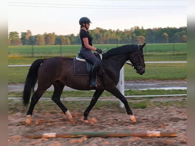 Silésien Jument 6 Ans 168 cm Bai brun in Forst
