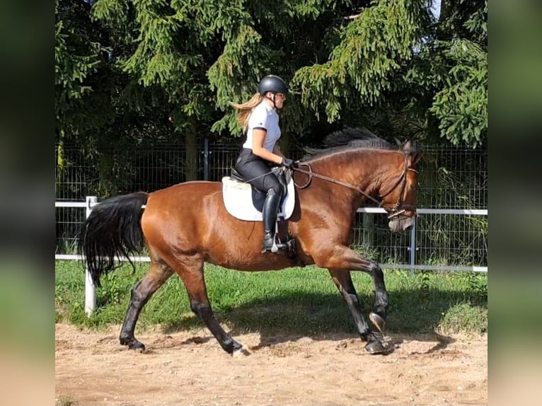Silésien Jument 7 Ans 168 cm Bai in Forst