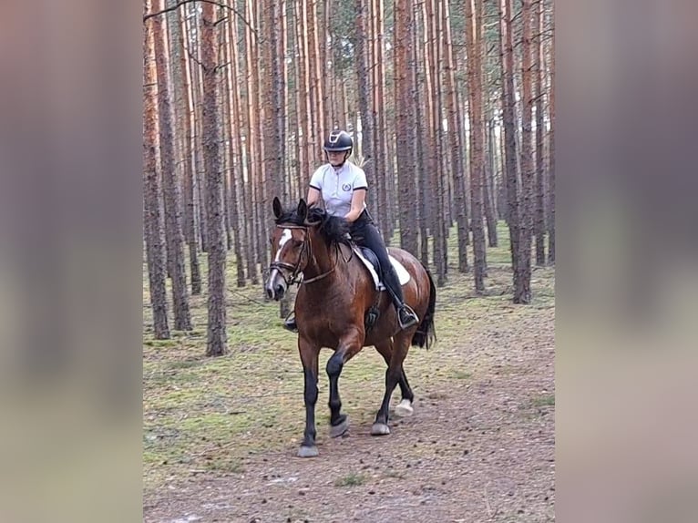 Silésien Jument 7 Ans 168 cm Bai in Forst