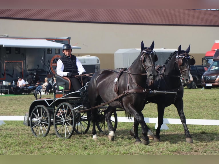 Silésien Jument 8 Ans 165 cm Noir in Leszno Dolne