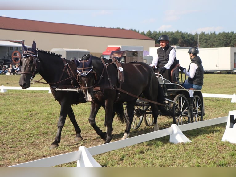 Silésien Jument 8 Ans 165 cm Noir in Leszno Dolne