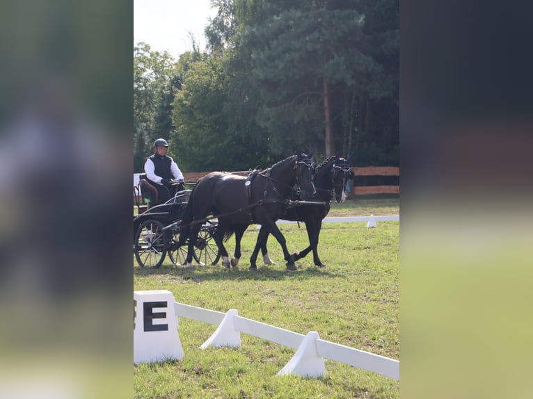Silésien Jument 8 Ans 165 cm Noir in Leszno Dolne