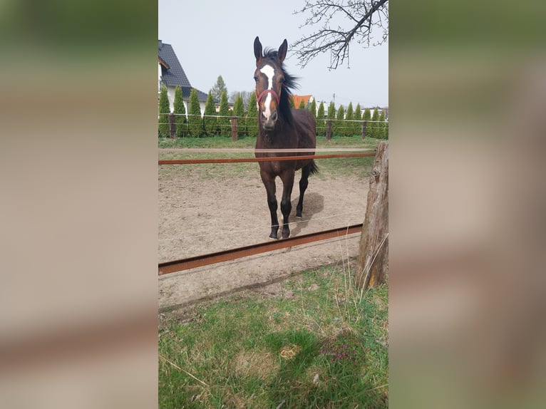 Silesisk häst Hingst 1 år 148 cm Mörkbrun in Olszowa