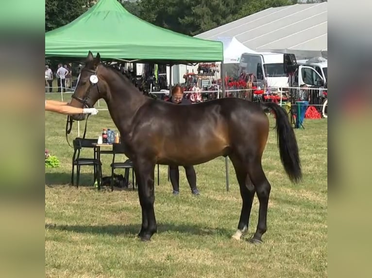 Silesisk häst Hingst 1 år 155 cm Brun in Olszowa