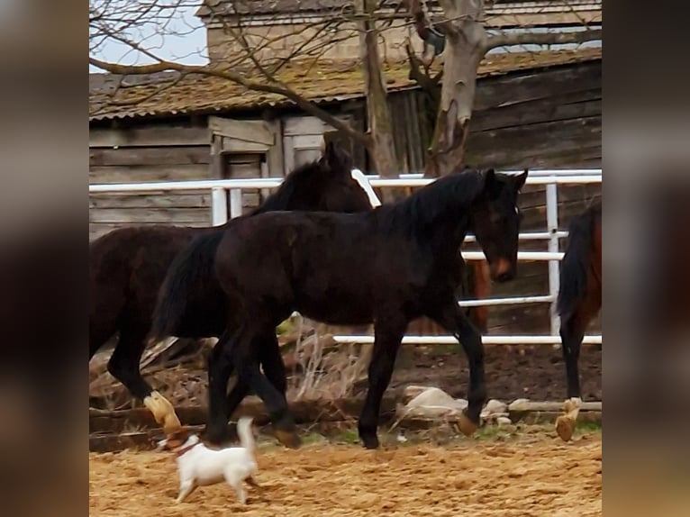 Silesisk häst Hingst 1 år Mörkbrun in Krzycko Male