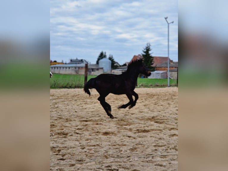 Silesisk häst Hingst 1 år Mörkbrun in Krzycko Male