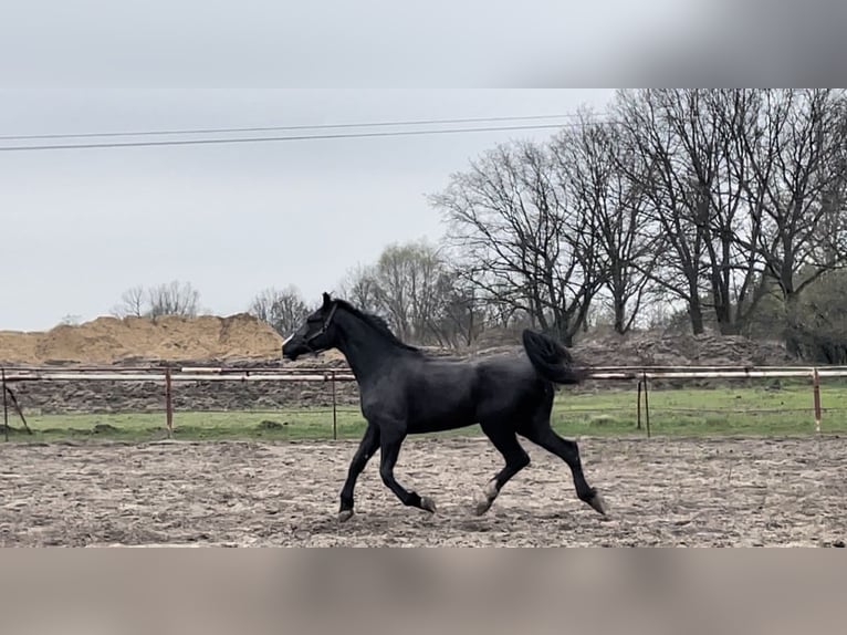 Silesisk häst Hingst 2 år 170 cm Svart in Morownica