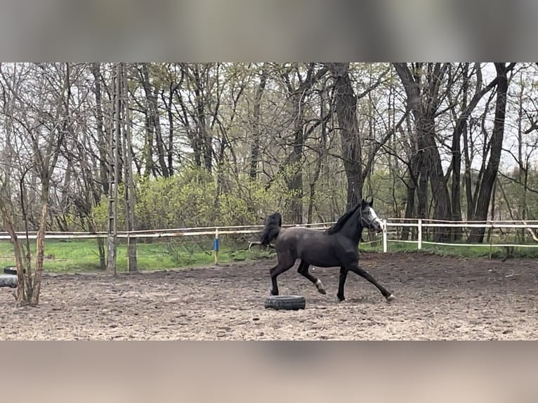 Silesisk häst Hingst 2 år 170 cm Svart in Morownica