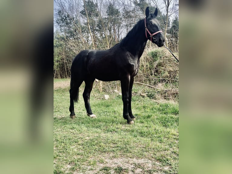 Silesisk häst Hingst 2 år in Celestynów