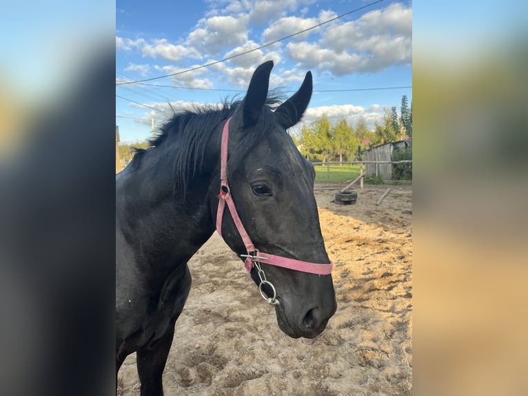 Silesisk häst Hingst 2 år in Ozorków