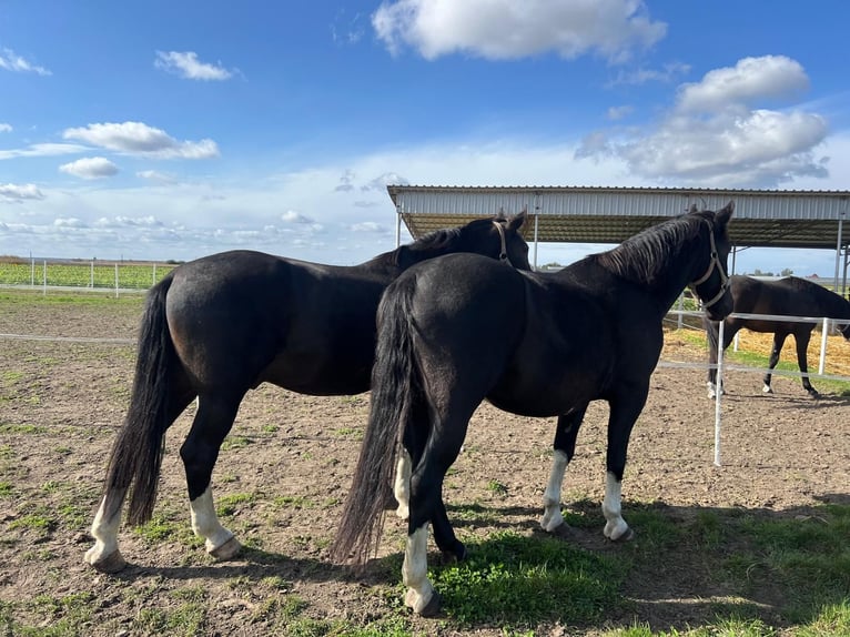 Silesisk häst Hingst 5 år 175 cm Mörkbrun in Bogucice