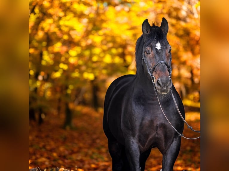 Silesisk häst Hingst Mörkbrun in Kopalina