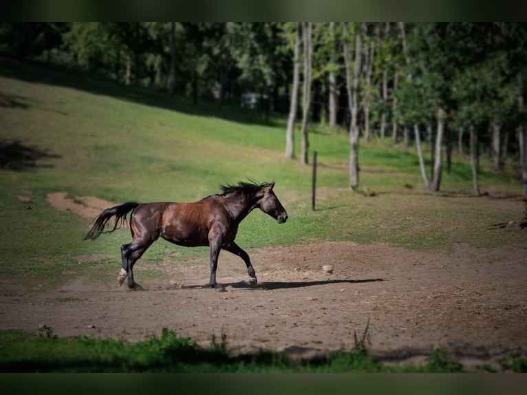 Silesisk häst Sto 10 år 170 cm Mörkbrun in Skrzydłówko