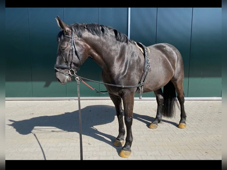 Silesisk häst Sto 11 år 167 cm Svart in Legden