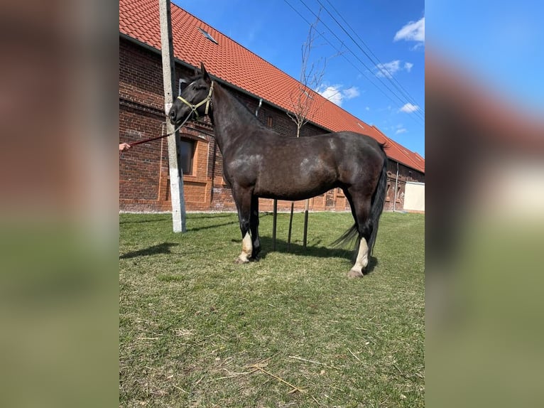 Silesisk häst Sto 11 år 168 cm Svart in Dziuplina