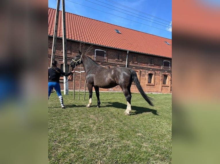 Silesisk häst Sto 11 år 168 cm Svart in Dziuplina