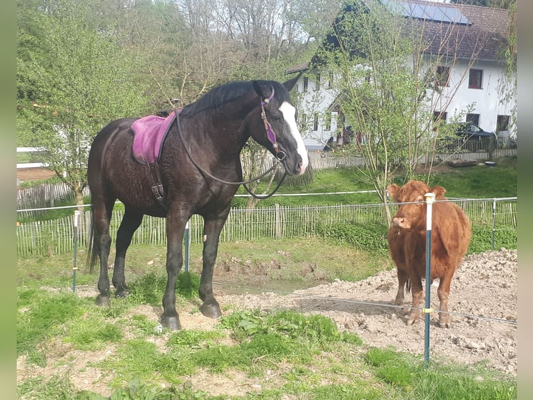 Silesisk häst Sto 13 år 162 cm Svart in Bayerbach