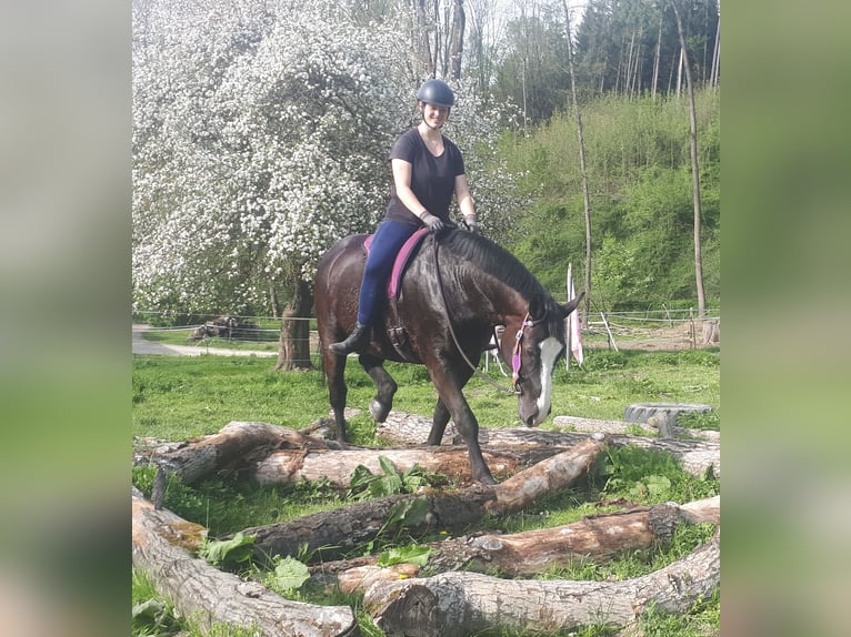 Silesisk häst Sto 13 år 162 cm Svart in Bayerbach