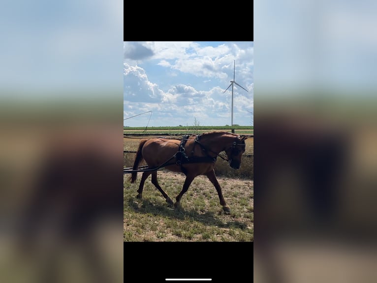 Silesisk häst Sto 14 år 153 cm fux in Rehau